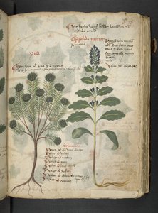 Ein Kräuterbuch, Belluno