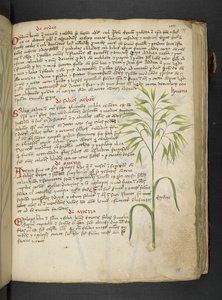 Ein Kräuterbuch, Belluno von Italian School