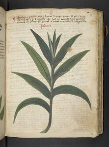 Ein Kräuterbuch, Belluno von Italian School