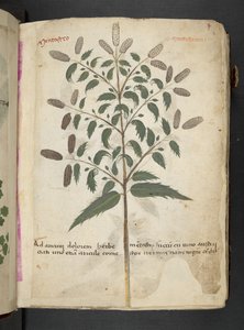 Ein Kräuterbuch, Belluno von Italian School