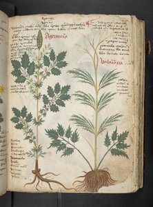 Ein Kräuterbuch, Belluno von Italian School