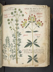 Ein Kräuterbuch, Belluno von Italian School