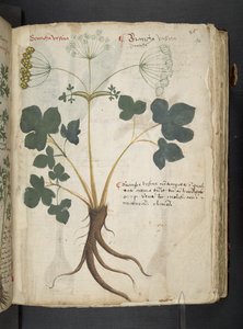 Ein Kräuterbuch, Belluno von Italian School