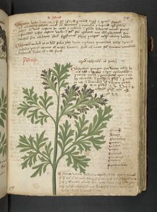 Ein Kräuterbuch, Belluno