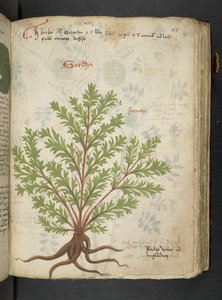 Ein Kräuterbuch, Belluno von Italian School