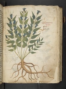 Ein Kräuterbuch, Belluno von Italian School