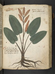 Ein Kräuterbuch, Belluno von Italian School