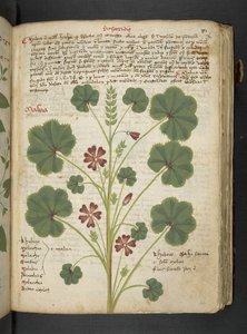 Ein Kräuterbuch, Belluno