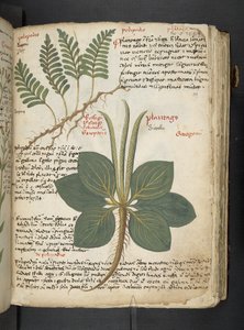 Ein Kräuterbuch, Belluno von Italian School