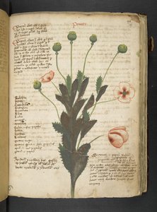 Ein Kräuterbuch, Belluno von Italian School