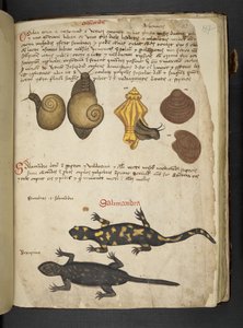 Chiocciole und Salamandra, aus Ein Kräuterbuch, Belluno