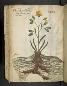Achoro, aus Ein Kräuterbuch, Belluno von Italian School