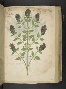 Consolida, aus Ein Kräuterbuch, Belluno von Italian School