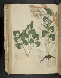 Add MS 41623 f.104v Anthurium, aus 