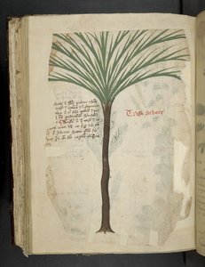 Tarro Arboro, aus Ein Kräuterbuch, Belluno von Italian School