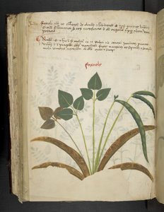 Ein Kräuterbuch, Belluno von Italian School