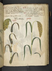 Ein Kräuterbuch, Belluno (Detail) von Italian School