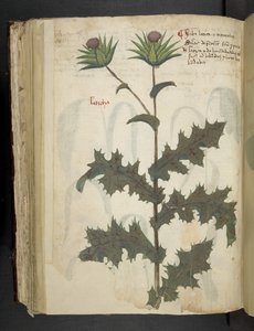 Distel, Ein Kräuterbuch, Belluno von Italian School
