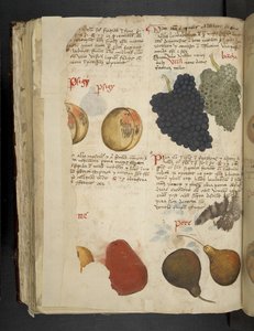 Früchte, aus Ein Kräuterbuch, Belluno von Italian School