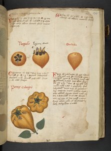 Pere Cotogne und Sorbo, aus Ein Kräuterbuch, Belluno von Italian School