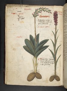 Ein Kräuterbuch, Belluno von Italian School