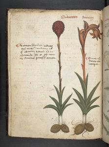 Ein Kräuterbuch, Belluno von Italian School