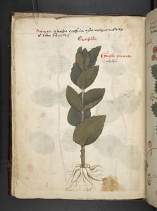 Ein Kräuterbuch, Belluno von Italian School