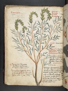 Ein Kräuterbuch, Belluno von Italian School