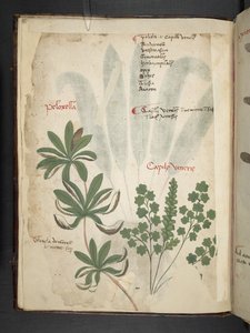 Ein Kräuterbuch, Belluno von Italian School