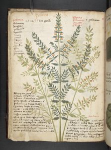 Ein Kräuterbuch, Belluno von Italian School