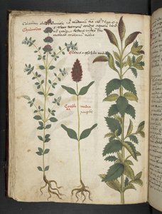 Ein Kräuterbuch, Belluno von Italian School