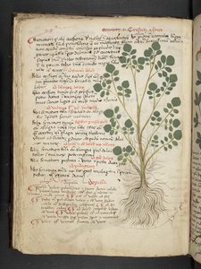 Ein Kräuterbuch, Belluno