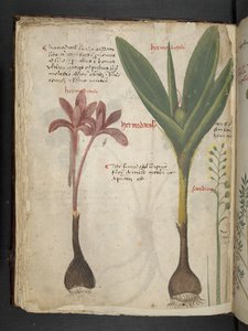 Ein Kräuterbuch, Belluno von Italian School