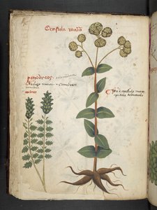 Ein Kräuterbuch, Belluno von Italian School