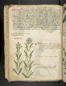 Ein Kräuterbuch, Belluno