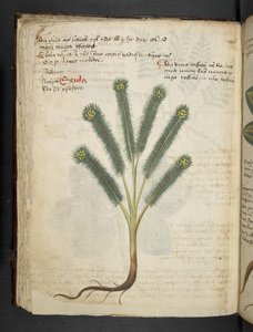 Ein Kräuterbuch, Belluno von Italian School