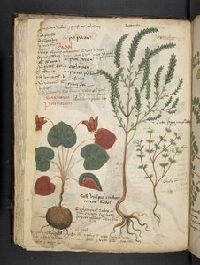 Ein Kräuterbuch, Belluno von Italian School