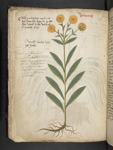 Ein Kräuterbuch, Belluno von Italian School