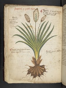 Ein Kräuterbuch, Belluno von Italian School