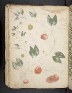Ein Kräuterbuch, Belluno von Italian School