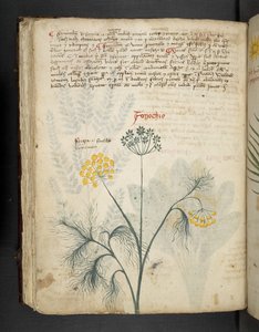 Add MS 41623 f.84v Fenchel, aus 