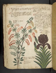 Ein Kräuterbuch, Belluno von Italian School