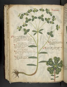 Ein Kräuterbuch, Belluno