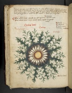 Carlina, aus Ein Kräuterbuch, Belluno von Italian School