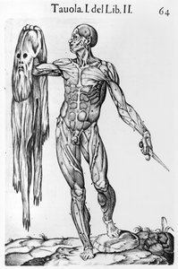 Anatomische Studie, Tafel 64, Illustration aus Anatomia del corpo humano von Juan de Valverde, Rom, 1560