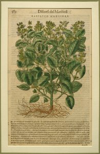 Basilikum, eine botanische Tafel aus den Discorsi von Pietro Andrea Mattioli, veröffentlicht in Venedig, 1570