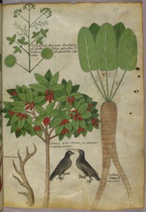 Botanische Illustration von Pflanzen und Vögeln, ca. 1440 von Italian School