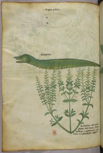 Botanische und Tierillustration einer Pflanze, eines Tintenfisches und einer Schlange, um 1440