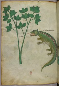 Botanische und Tierillustration einer Pflanze und eines Krokodils, um 1440 von Italian School