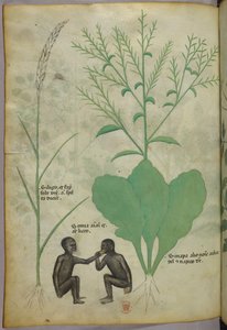 Botanische und Tierillustration einer Pflanze und zwei Affen, um 1440 von Italian School